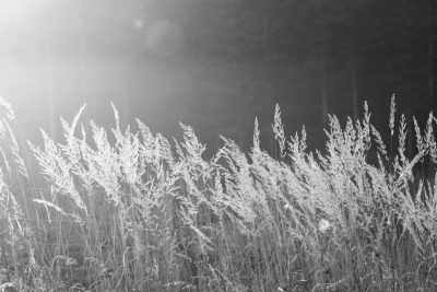 Gras im Gegenlicht