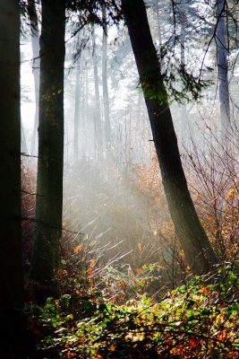 Nebel im Wald