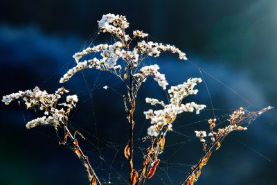 vier trockene Blüten mit Eis überzogen