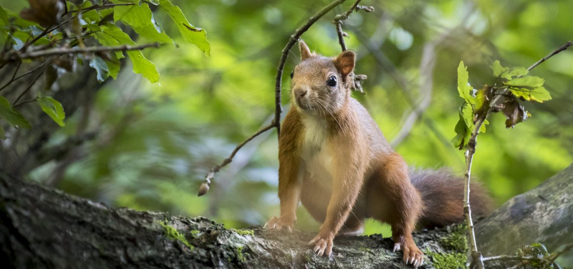 Eichhörnchen auf Eichenast