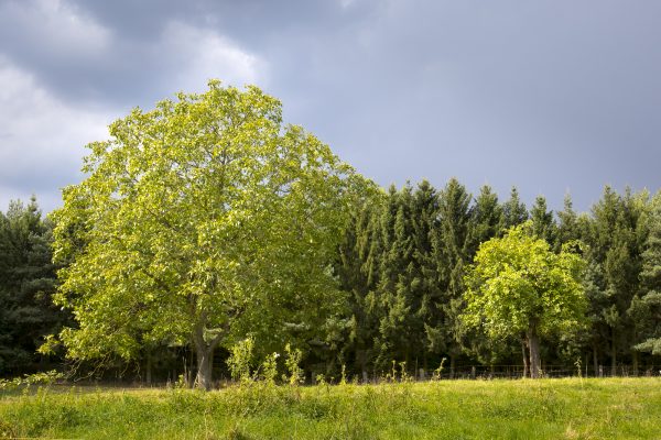 Nuss und Apfelbaum vor dunklen Wolken