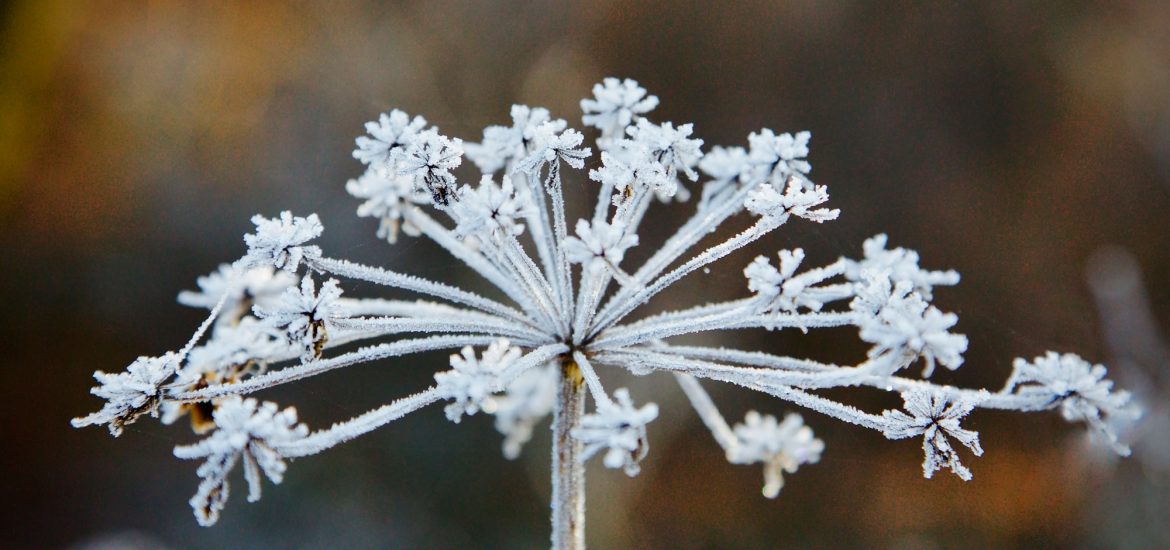 Trockene Blüte mit Eiskristallen