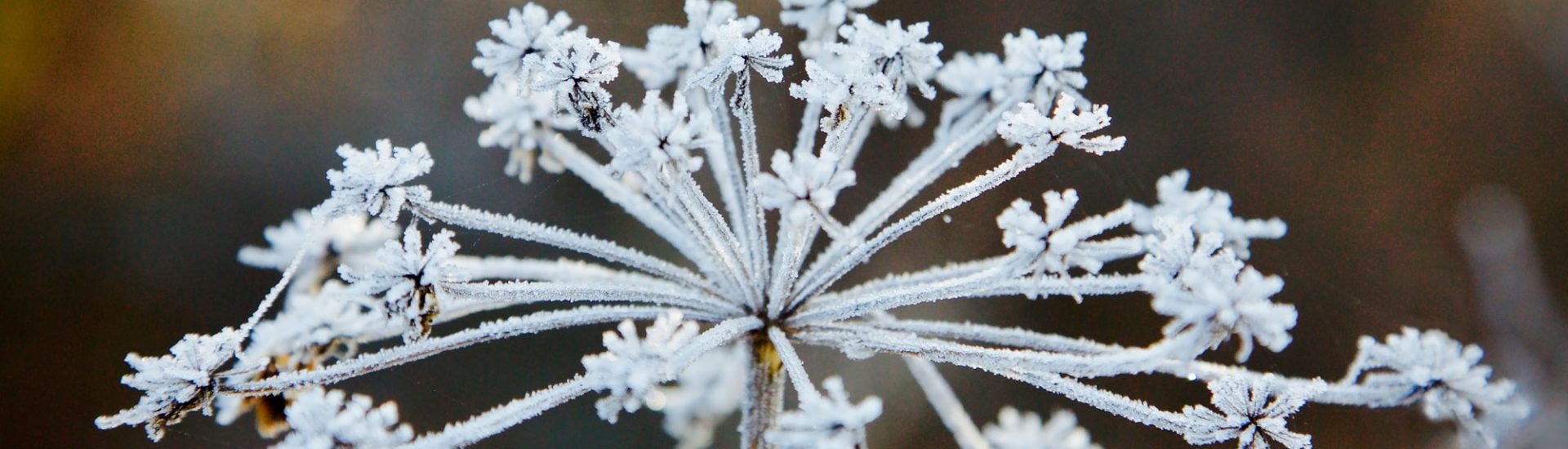 Trockene Blüte mit Eiskristallen