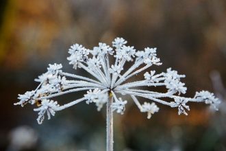 Trockene Blüte mit Eiskristallen