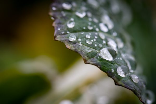 Blatt mit Wassertropfen