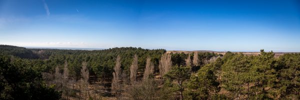 Blick über Kiefernwald in Richtung Nordsee