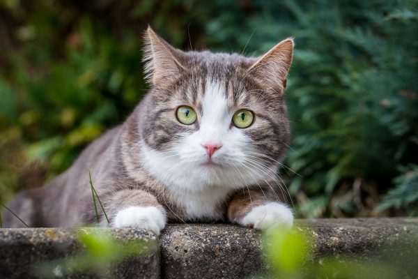 Katze auf Mauer liegend schaut in die Kamera