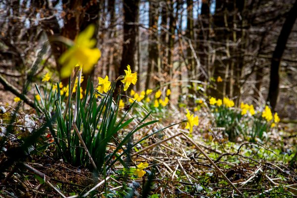 Osterglocken im Wald