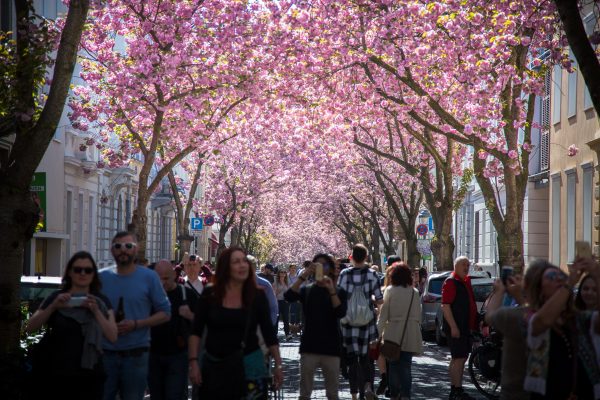 viele Besucher beim Kirschblütenfest in Bonn