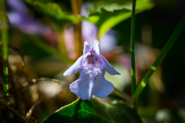 Veilchenblüte