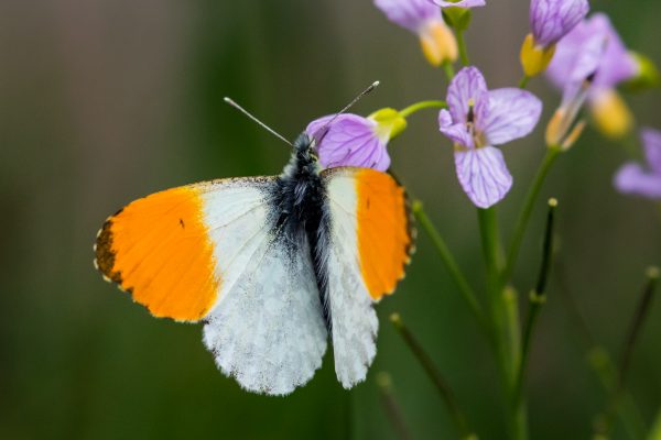 Aurorafalter auf Blüte