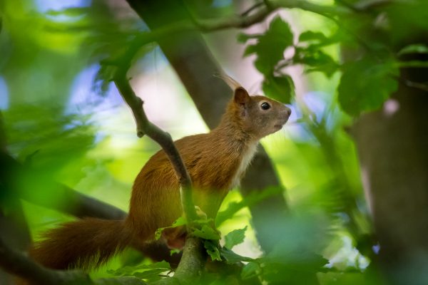 Eichörnchen auf Ast in jungem Grün