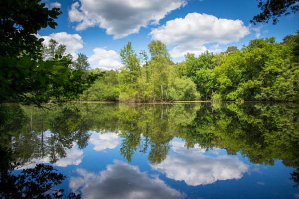 Wald und Wolken spiegeln sich im Wasser