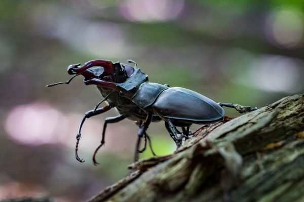 kämpfende Hirschkäfer