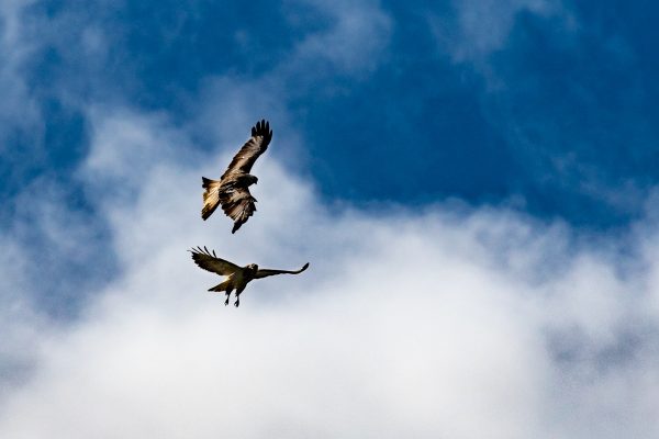 Bussard und Rotmilan im Revierkampf