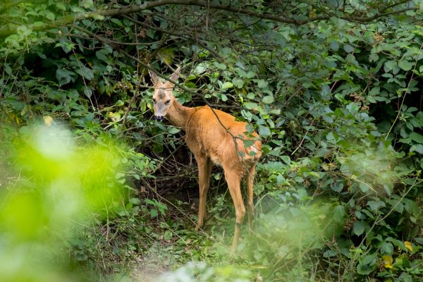 Reh im Brombeerdickicht