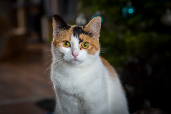 Portrait einer weiß, rot, schwarzen Katze