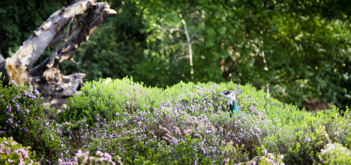 Pfau versteckt in Heide