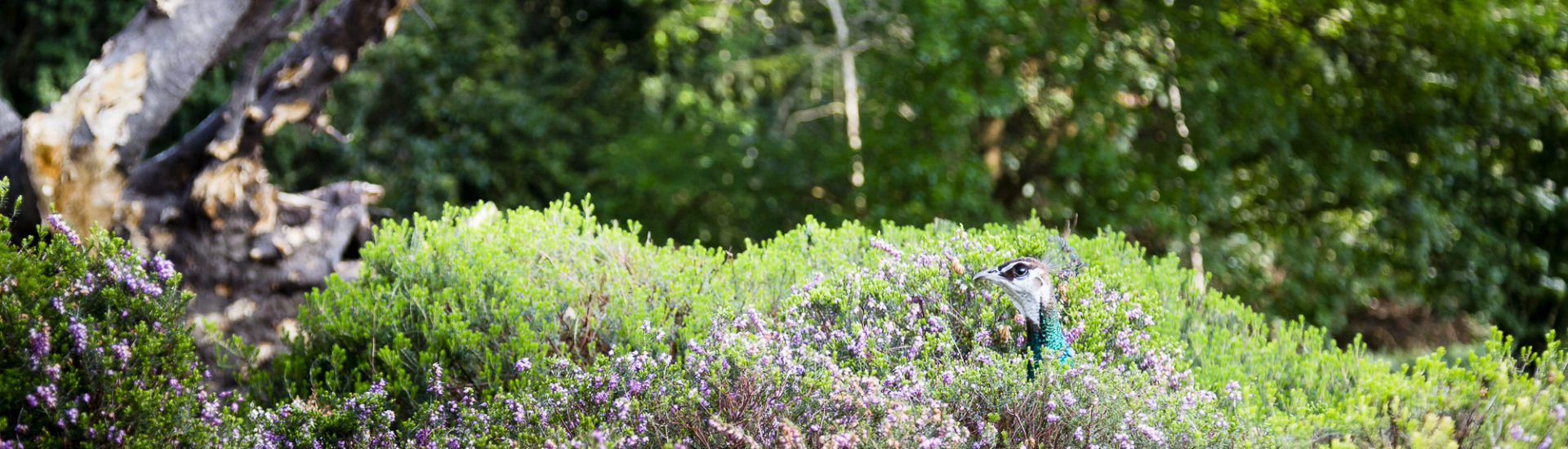 Pfau versteckt in Heide