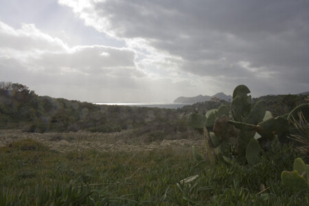 Kaktee im Regen Kaktee im Regen