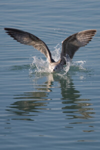 Möwe landet auf dem Wasser Möwe landet auf dem Wasser