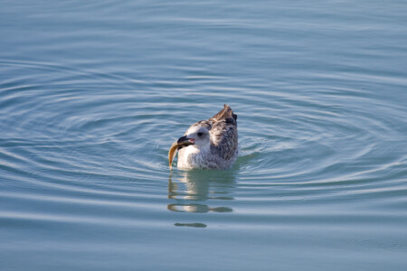 Möwe mit Beute Möwe mit Beute