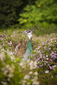 20190501-fbg_B1C9662