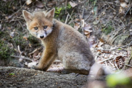 Füchse im Fichtenwald Ist da wer?