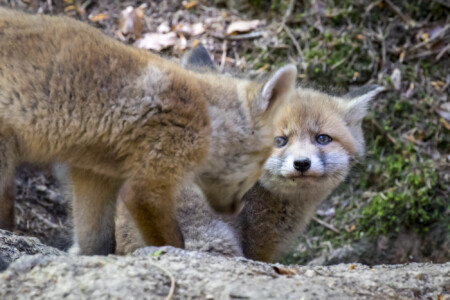 Füchse im Fichtenwald Komm mir nicht zu nahe.