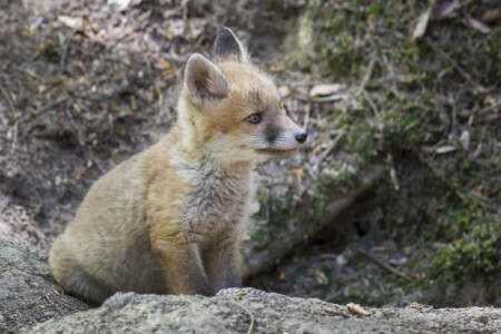 Füchse im Fichtenwald ... warten ...