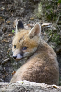 Füchse im Fichtenwald ein schöner Rücken