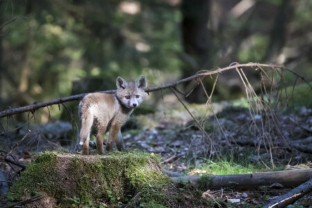 Füchse im Fichtenwald In der Dämmerung