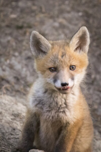 Füchse im Fichtenwald Mmh-Jam