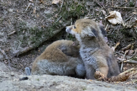 Füchse im Fichtenwald Hier gibt es Streit.