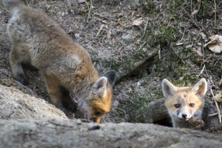 Füchse im Fichtenwald Ab in die Höhle.