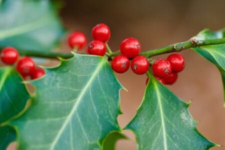 Ilex mit Früchten Farbtupfer