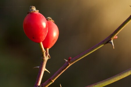Hagebutten Hagebutten