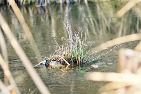 Grasbüchel umgeben von Eis Insel im Eis