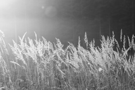 Gras im Gegenlicht Gras im Gegenlicht