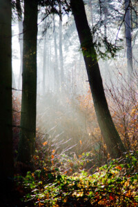 Nebel im Wald Mystischer Wald