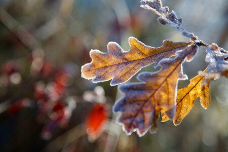 Bunte Blätter Bunte Blätter erstarrt