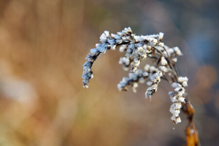 trockene Blüte mit Eis überzogen Winter wirft seine Schatten voraus