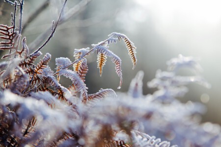 mit Eis überzogenes Farn Zum Licht