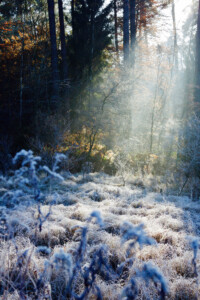 Wald hinter gefrorener Wiese Schwaches Licht